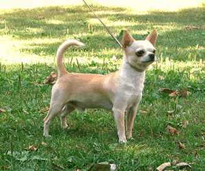 Chihuahua