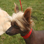 Chinese Crested Hairless brown skin with blonde hair