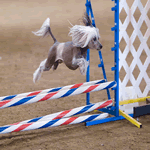 Chinese Crested Hairless show jumping with grey skin and white hair