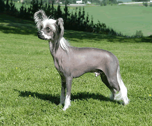 Chinese Crested Hairless