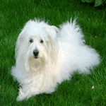 Coton De Tulear all white laid in the garden