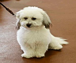 Coton De Tulear