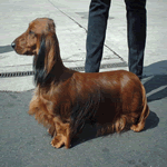 Dachshund Long Haired