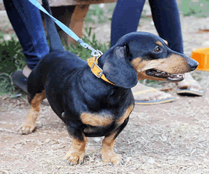 Dachshund