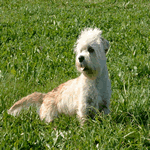 Dandie Dinmont Terrier pepper