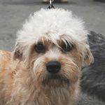 Dandie Dinmont Terrier mustard