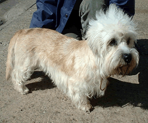 Dandie Dinmont Terrier