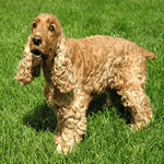 English Cocker Spaniel with liver colour fur coat