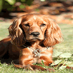 English Cocker Spaniel with lovely red fur coat