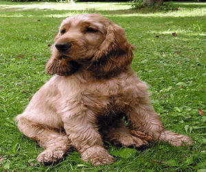 English Cocker Spaniel