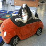 English Toy Spaniel black and white fur coat