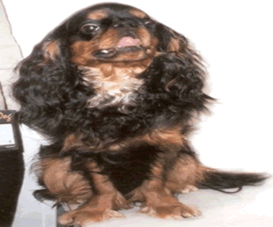 English Toy Spaniel