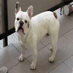 French Bulldog with pied (white) fur