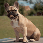 French Bulldog with brindle colour fur coat