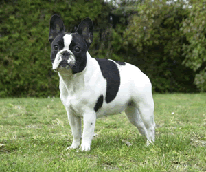 French Bulldog