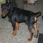 German Hunting Terrier black fur with tan legs