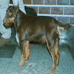 German Hunting Terrier brown fur with tan legs