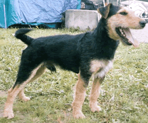 German Hunting Terrier