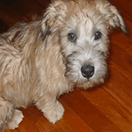 Glen of Imaal Terrier with light blue and brindle colour fur coat