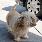 Glen of Imaal Terrier light shade of wheaten fur coat