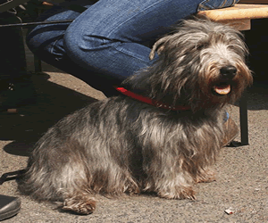 Glen of Imaal Terrier