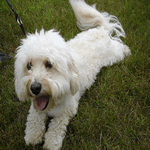Havanese with white fur