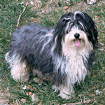 Havanese with black and white fur