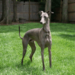 Italian Greyhound with light grey and black fur coat