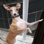 Italian Greyhound with fawn and white fur coat