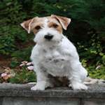 Jack Russell Terrier rough white and brown fur coat