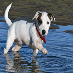 Jack Russell Terrier smooth with white and brown fur coat