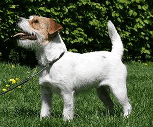 Jack Russell Terrier