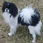 Japanese Chin with black and white fur