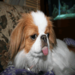 Japanese Chin with red and white fur