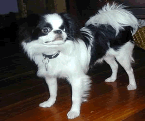 Japanese Chin