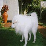 Adult male Japanese Spitz