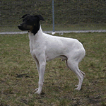 Japanese Terrier with black head and all white body