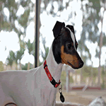 Japanese Terrier with black and brown head and white body