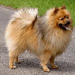 Klein German Spitz with brown and black fur coat