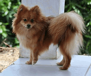 Klein German Spitz