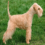 Lakeland Terrier with wheaten fur coat