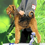 Lakeland Terrier with black and tan fur coat