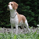 Beagle standing up straight looking regal