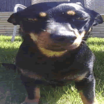 Lancashire Heeler with black and tan fur coat