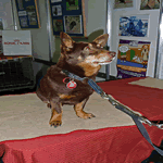 Lancashire Heeler Liver with tan markings fur coat