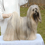 Lhasa Apso with sandy smoke coloured fur coat