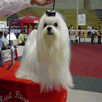 Maltese with long white straight fur coat for show time