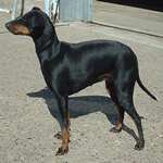 Female Manchester Terrier with jet black rich mahogany tan coat