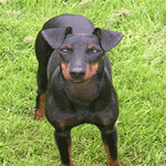 Male Manchester Terrier with jet black fur coat