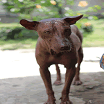 Mexican Hairless with black skin
